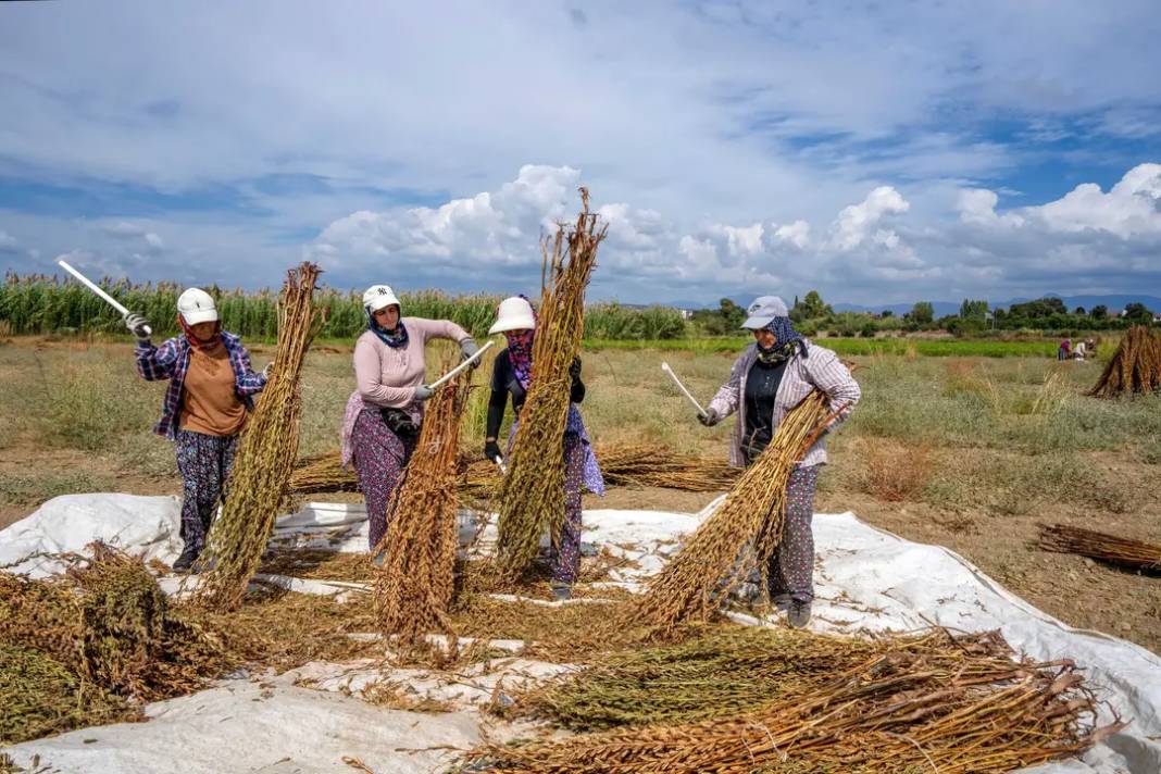 Manavgat Altın Susamının İzinde 2